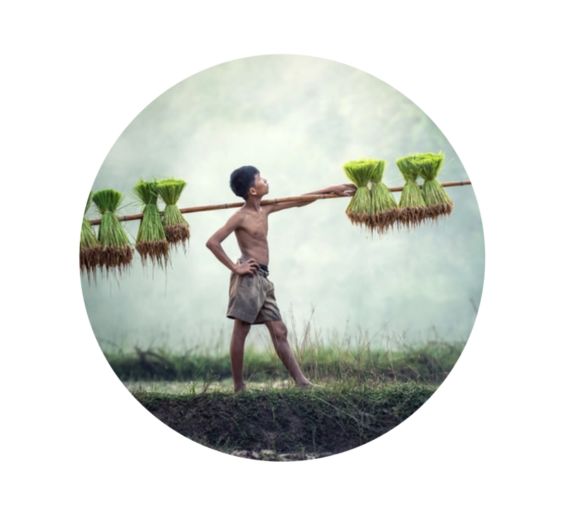 Arroz, dí un número. ¿A que no adivinas la cantidad de variedades que hay?